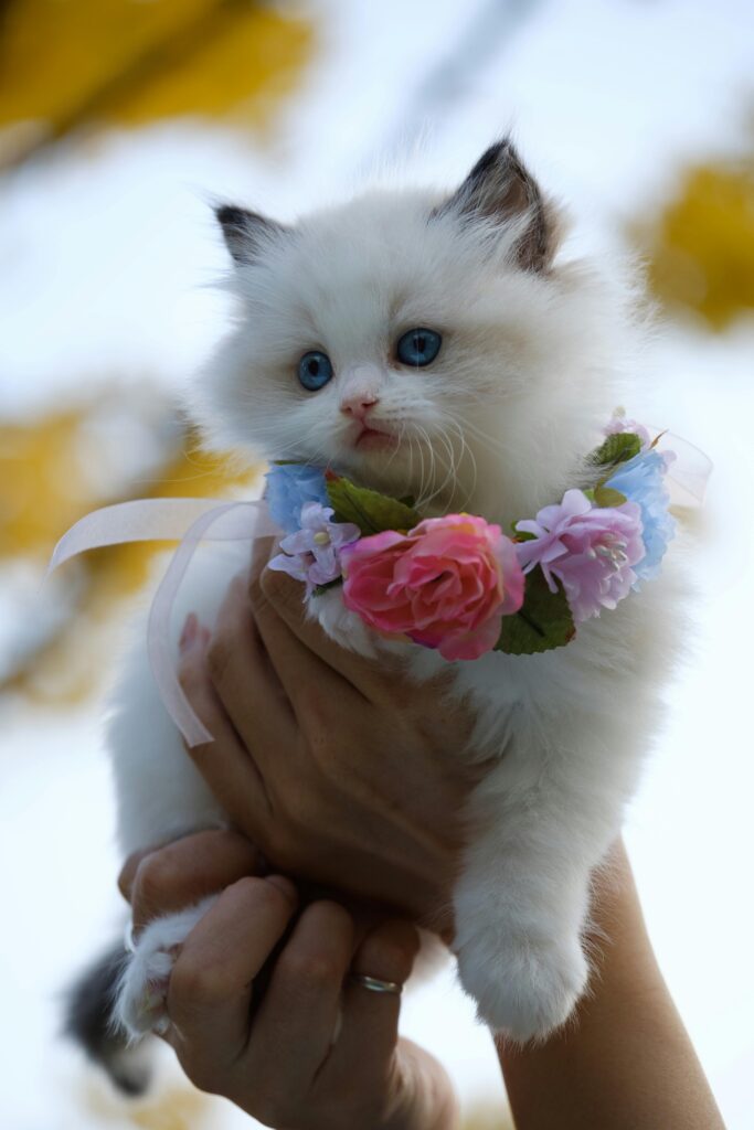 white cute cat in human hand flower in her neck