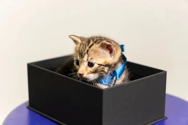 cat sittting in a box