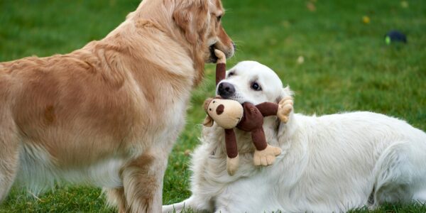 two dogs playing with a stuffed toy on grass