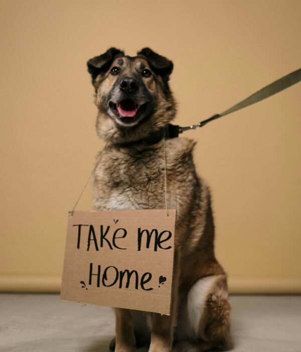 a dog sitting with take me home board hanging in his neck