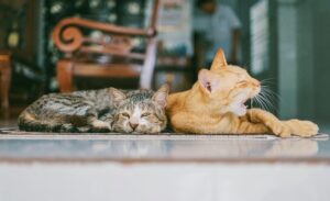 two cats laying on floor