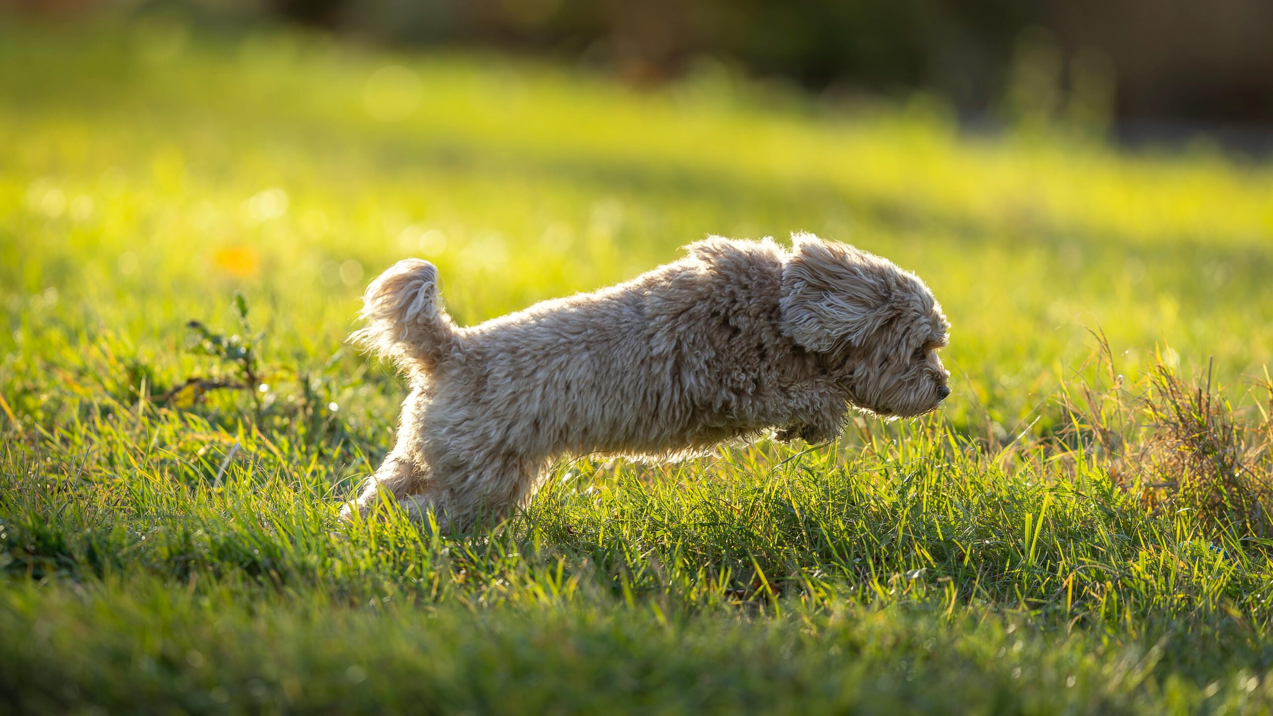 cavapoo puppy runing and jumping on grass