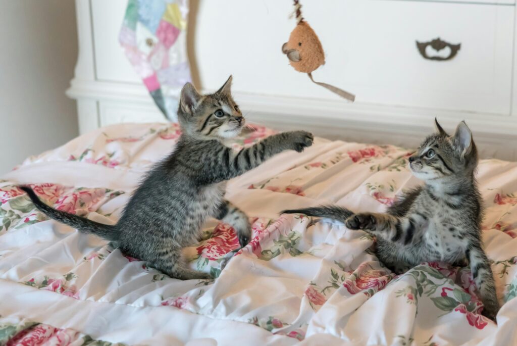 two grey kittens playing with a jelly cat toy