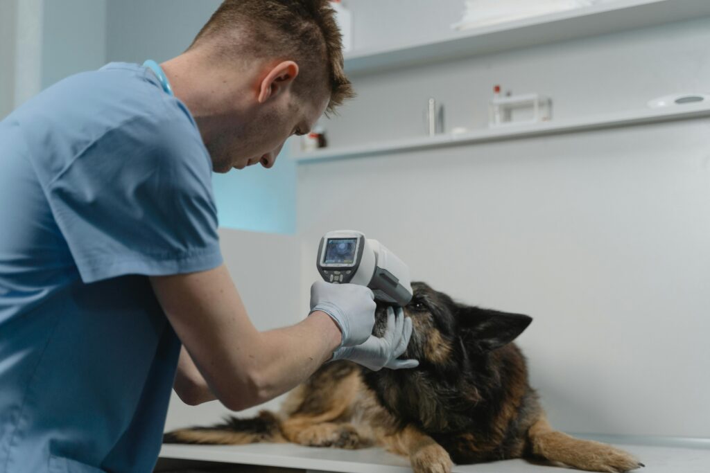 German sheperd getting inject by a vet