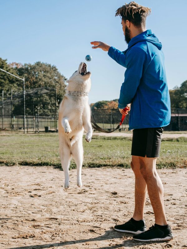 man training a dog