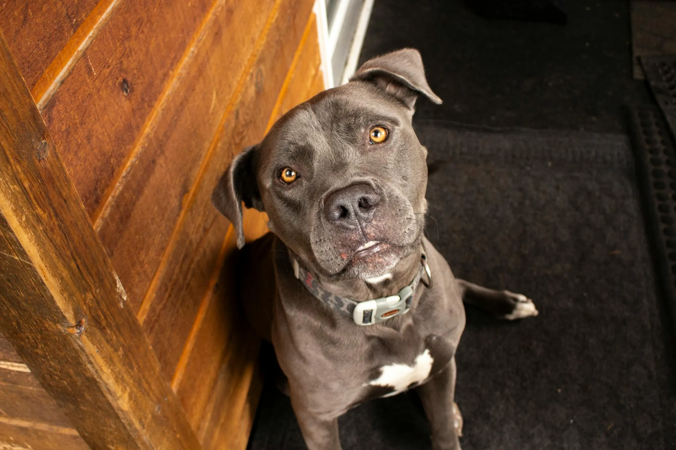 A bluenose pitbull siting