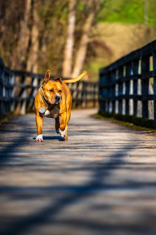 brindle pitbull walking on a bridge