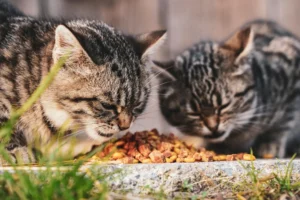 Two cats eating cat food