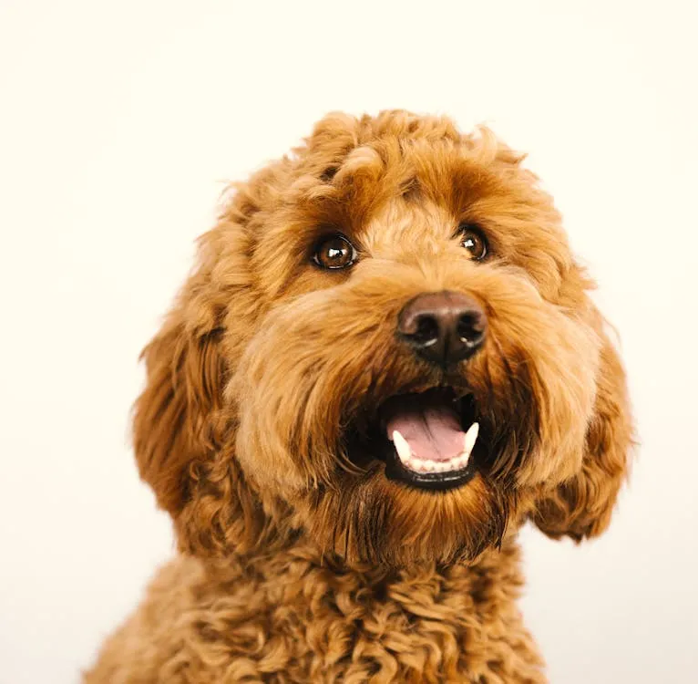 mini goldendoodle with his mouth open