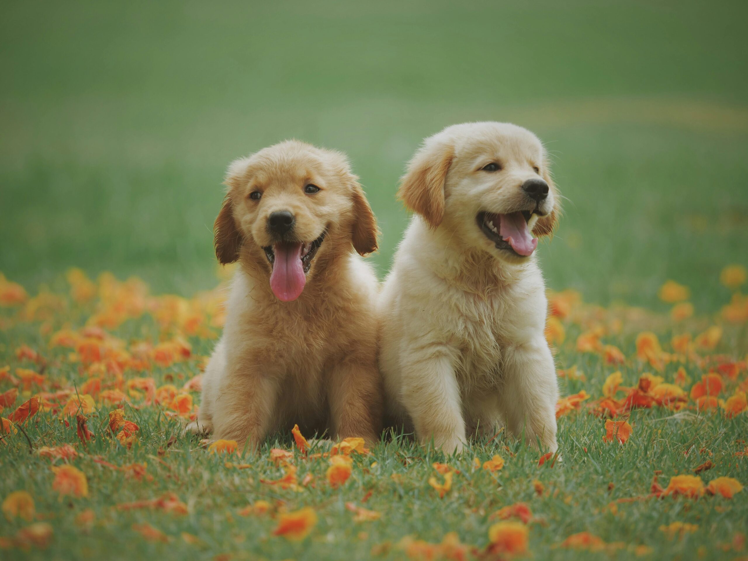 two cute puppies sitting on a grass ground