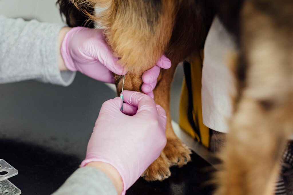 puppy vaccination