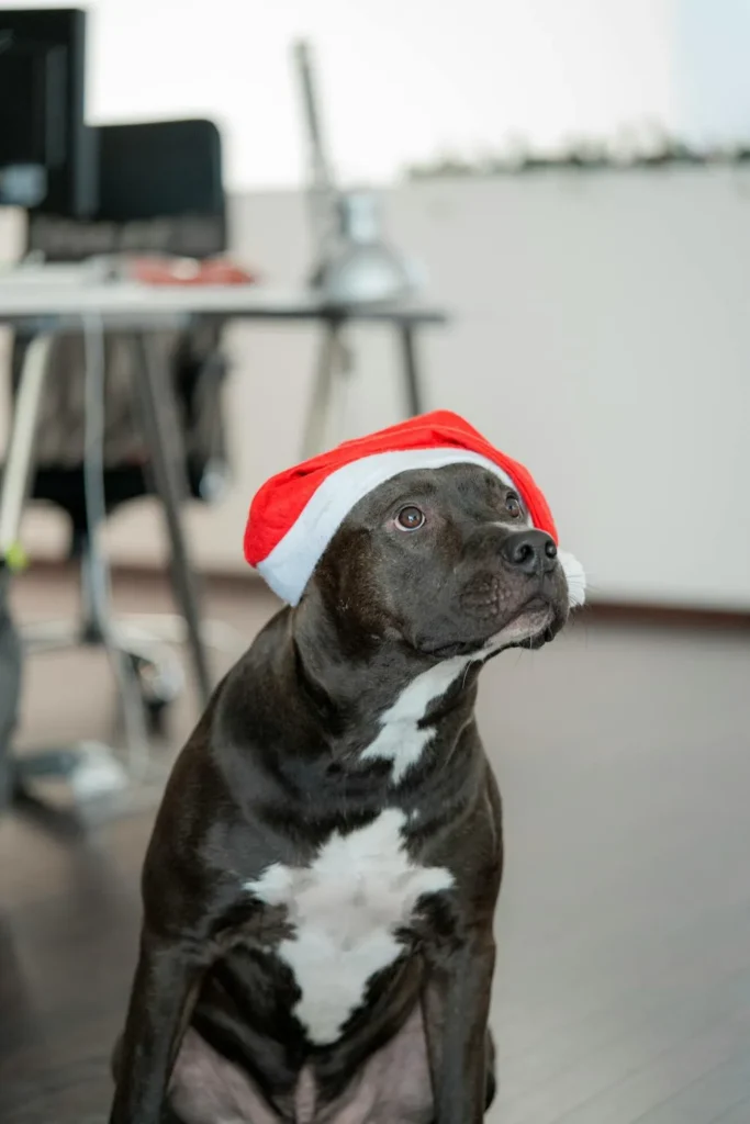 blue nose pittbull wearing chrismas cap