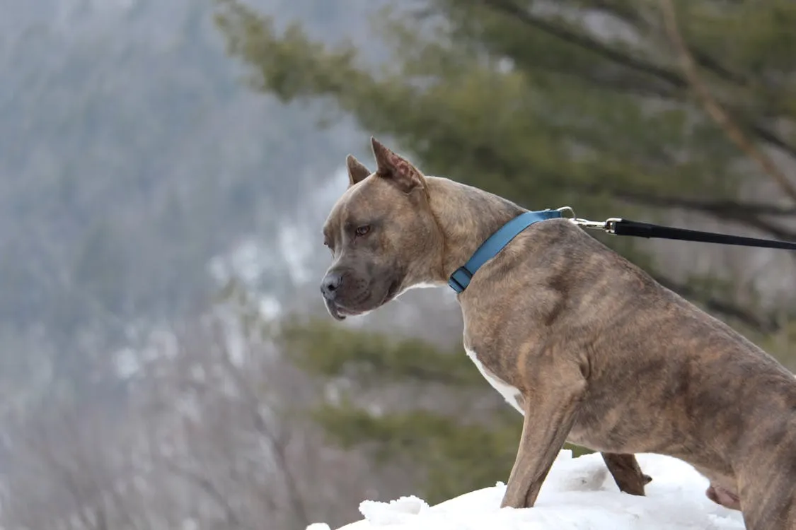 brindle pitbull standing