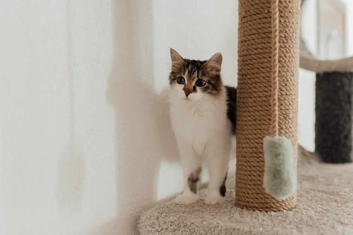 cat is standing on Scratching Post