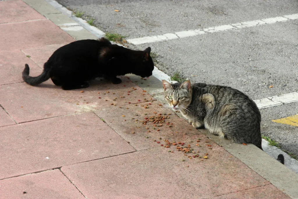 Black and grey cat eating cat food from footpath