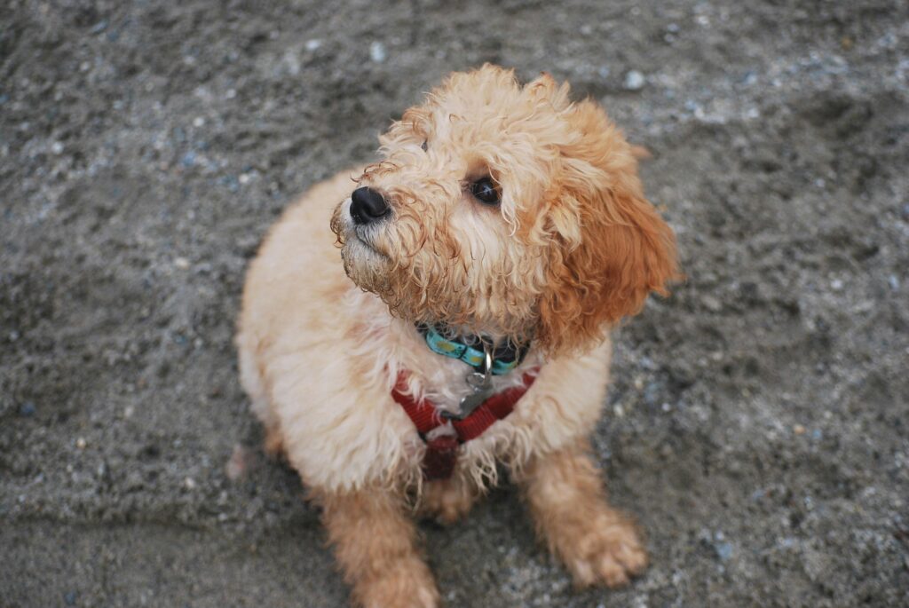 mini goldendoodle sitting on floor