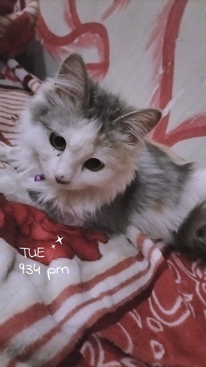 Cat named zoey sitting
