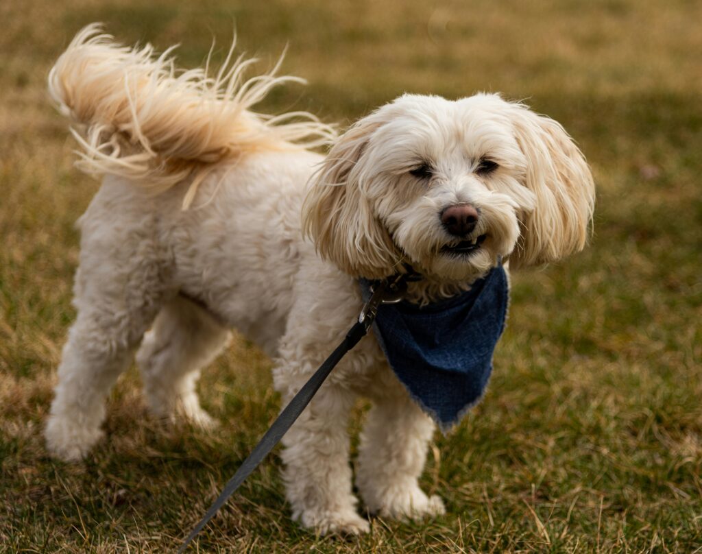 shih tzu poodle mix