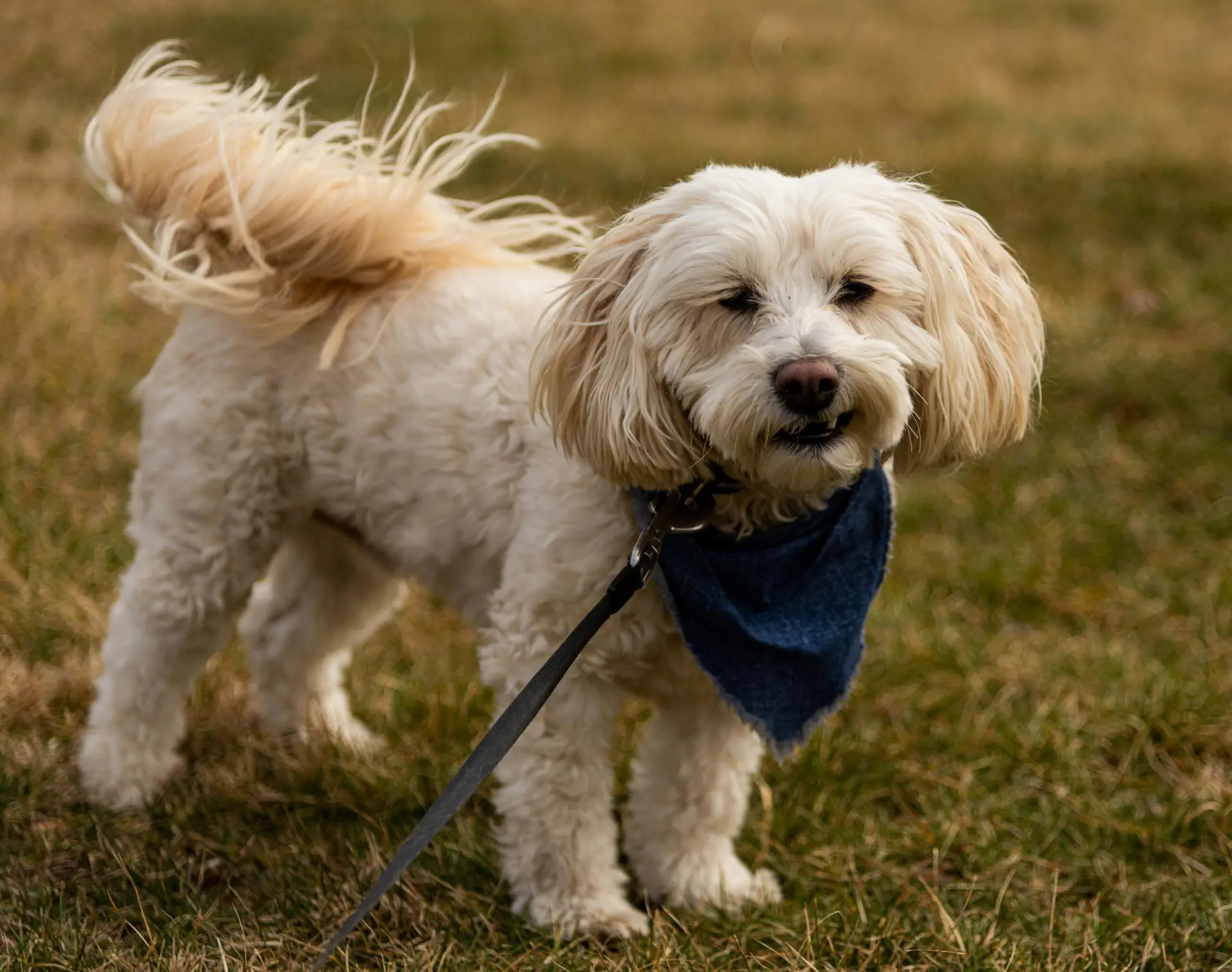 shih tzu poodle mix