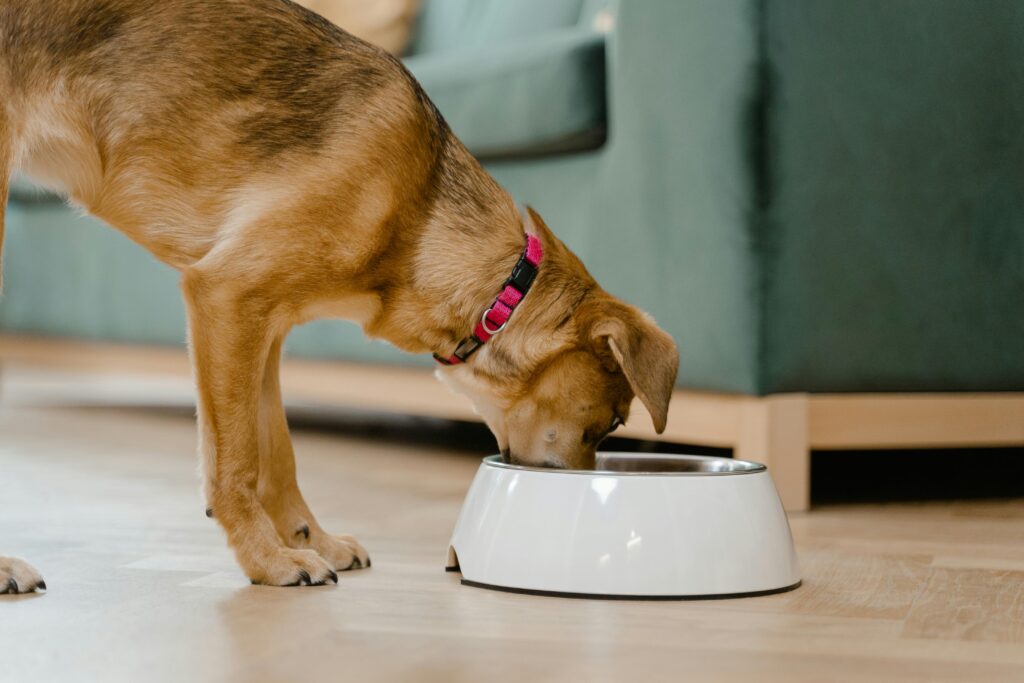 dog eating doh chow food