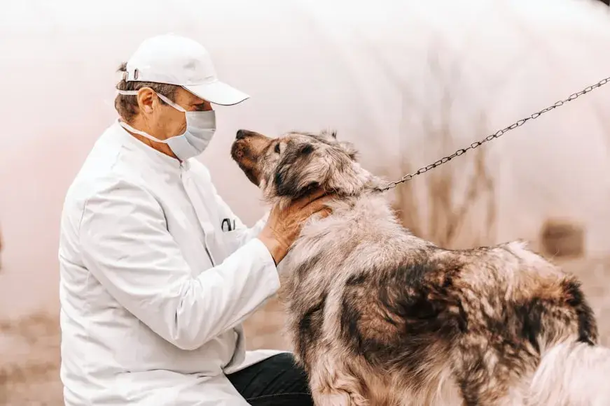 can dogs get the flu from humans