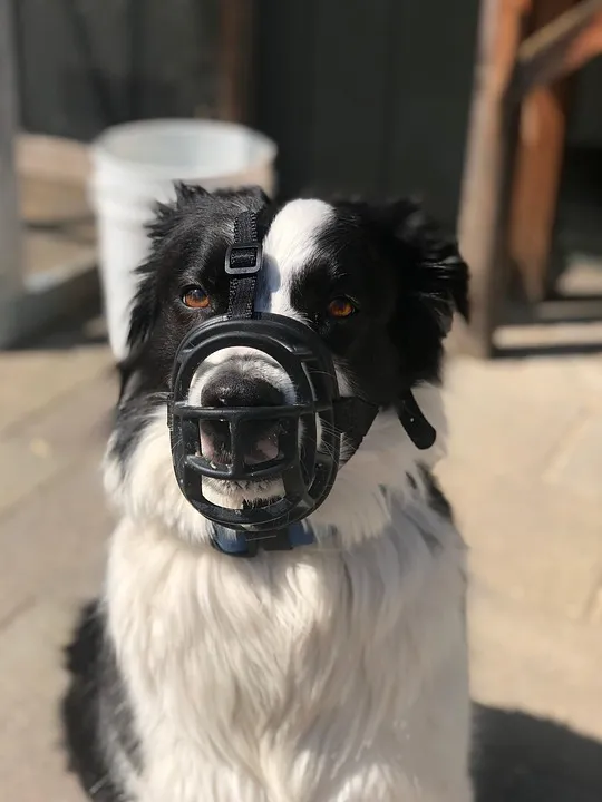 dog muzzle