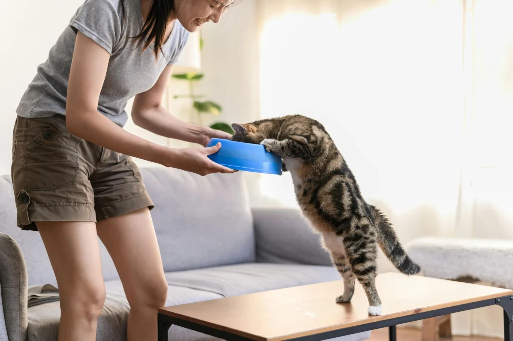 can cats have yogurt