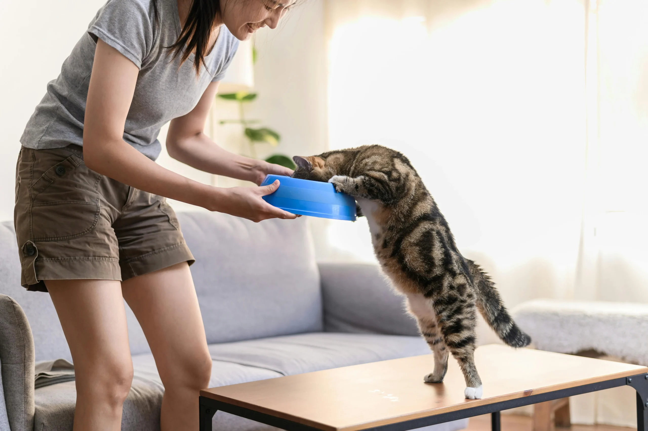 can cats have yogurt