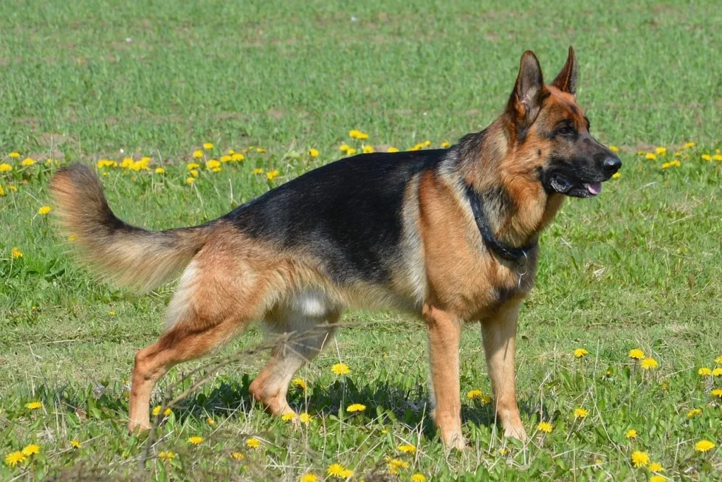 best dog food for german shepherds