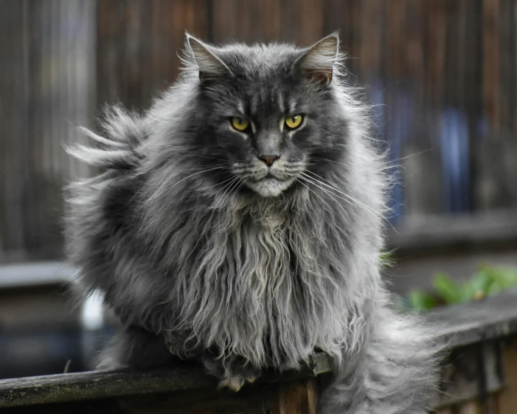 maine coon cat price