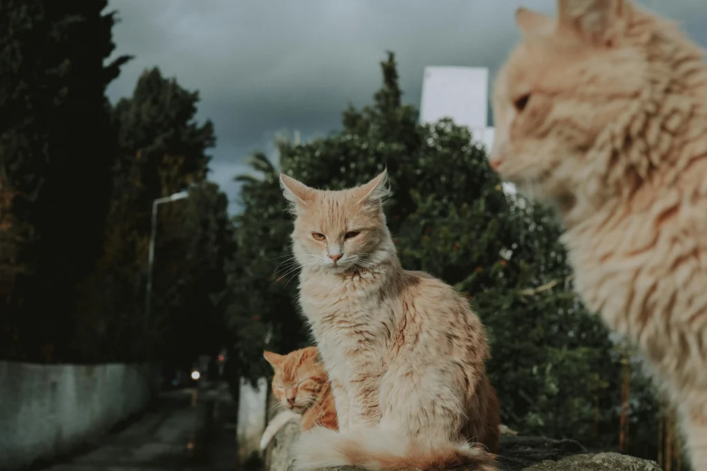 maine coon cat price