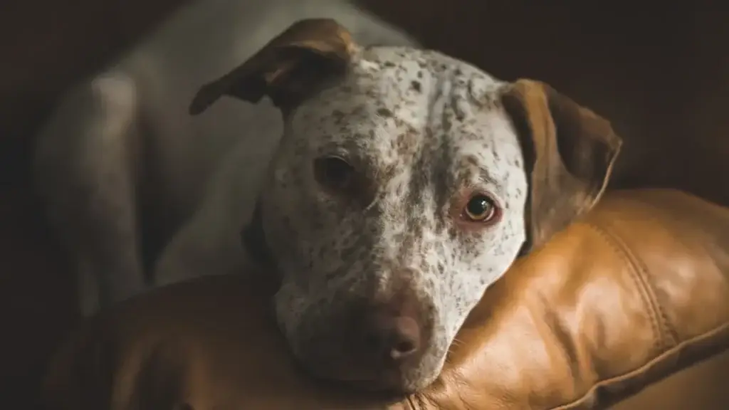 dog skin conditions