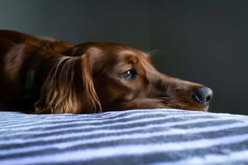 sick dog