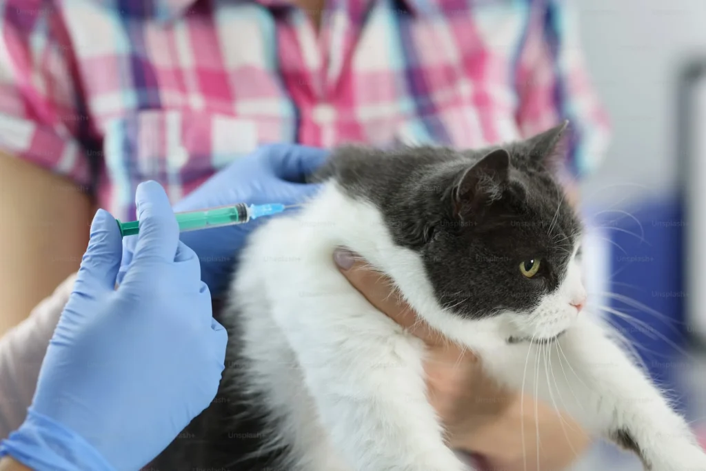 rabies injection for cats