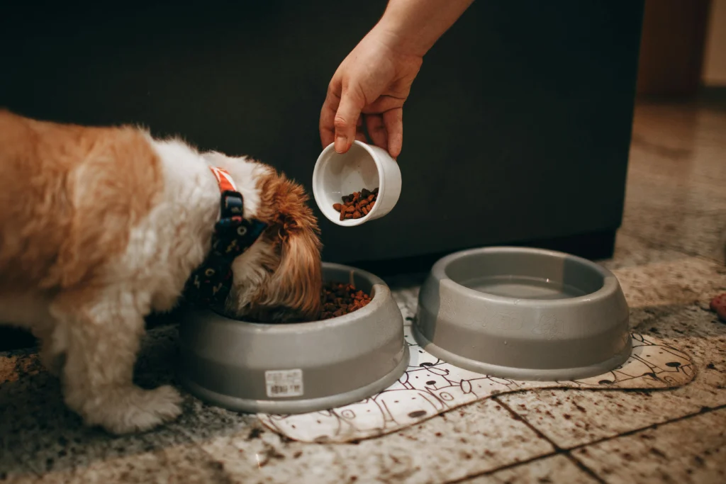 rachael ray dog food