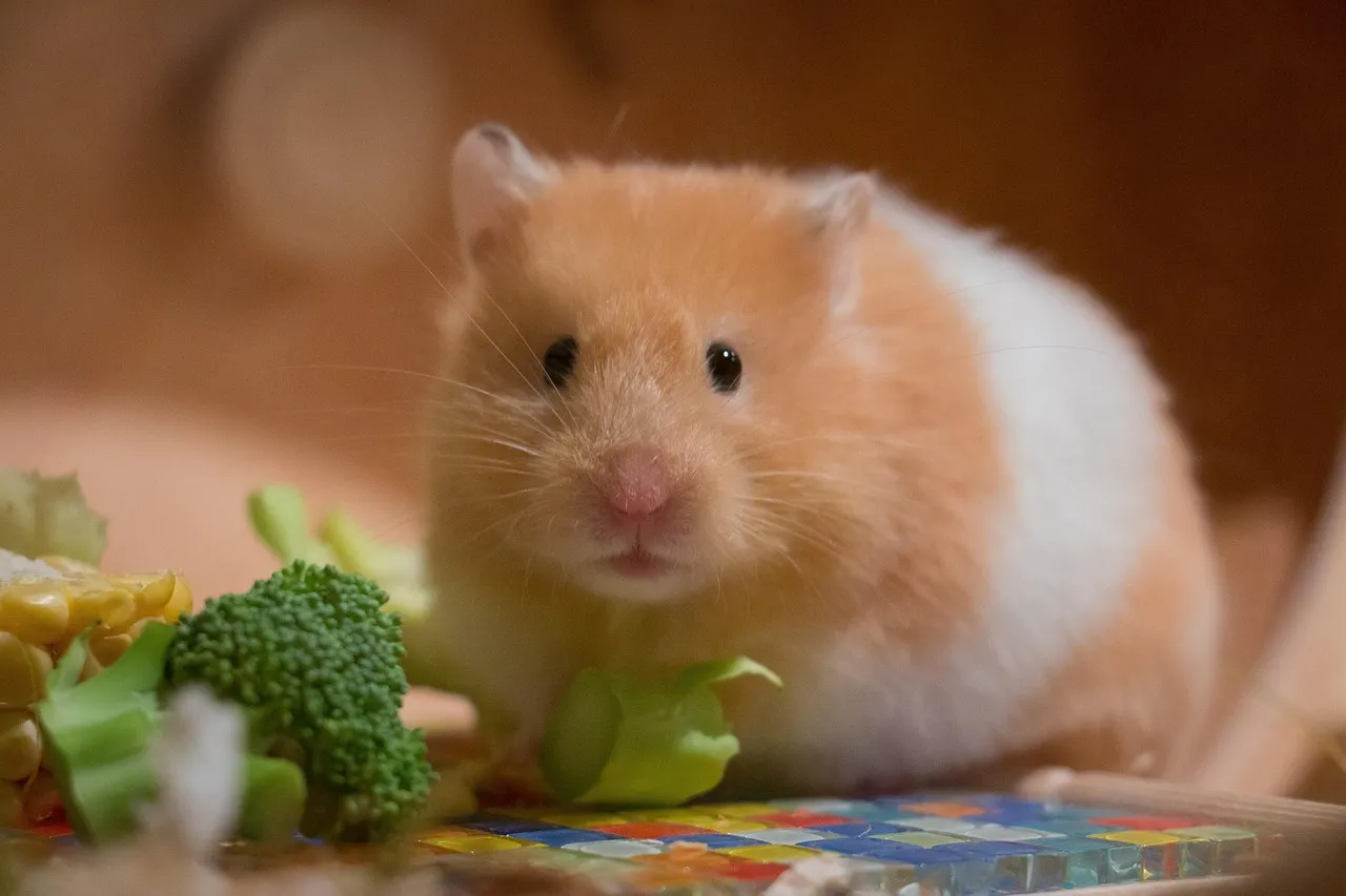 White tan syrian hamster
